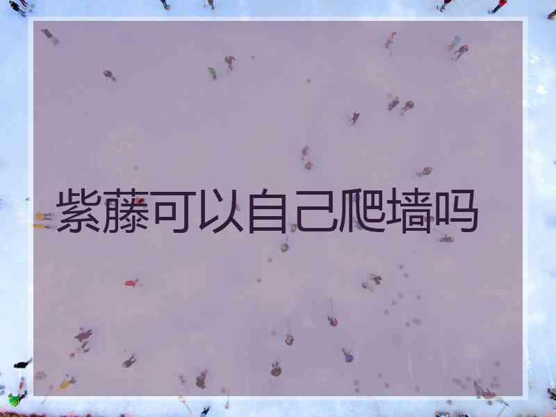 紫藤可以自己爬墙吗