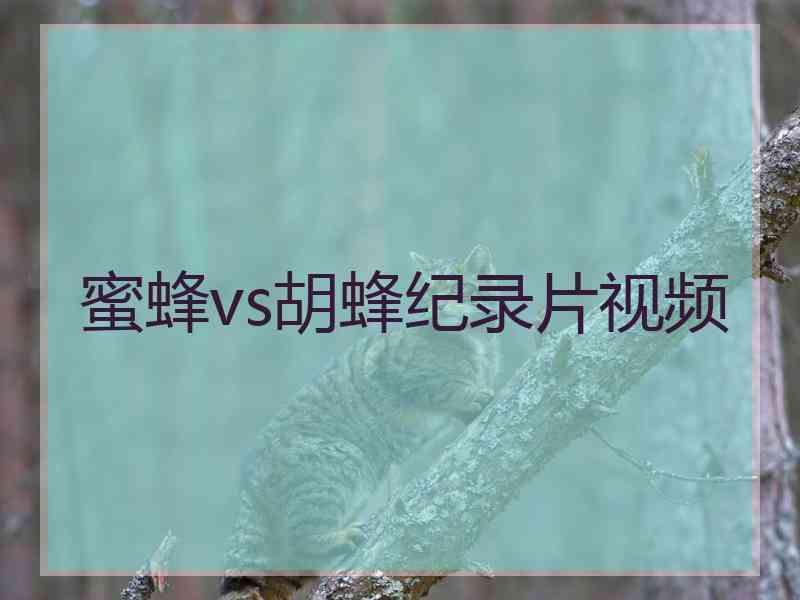 蜜蜂vs胡蜂纪录片视频