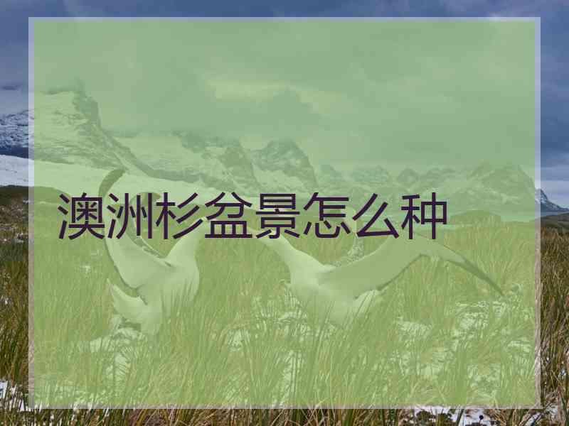 澳洲杉盆景怎么种