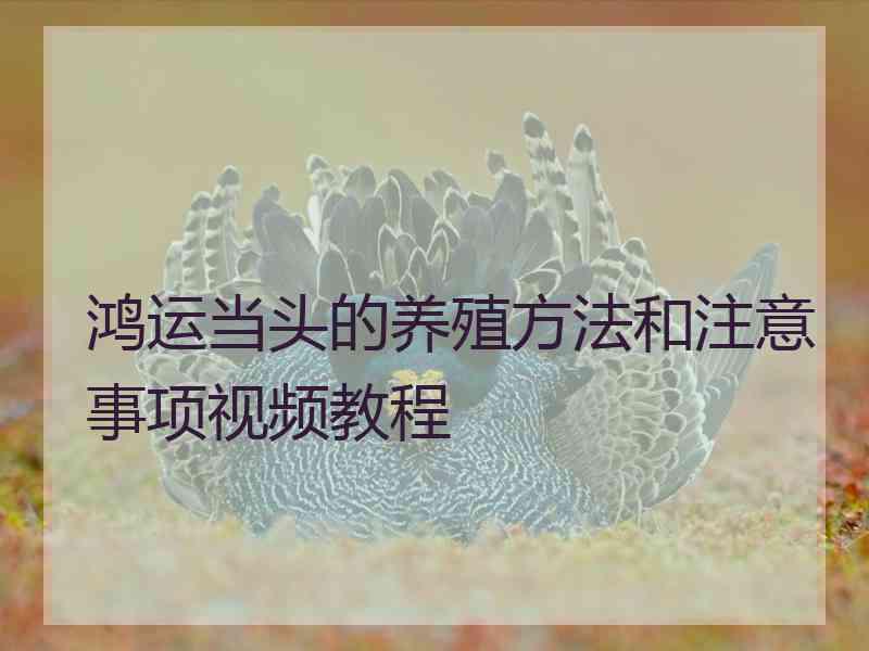 鸿运当头的养殖方法和注意事项视频教程