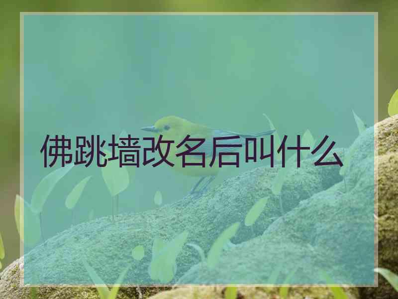 佛跳墙改名后叫什么