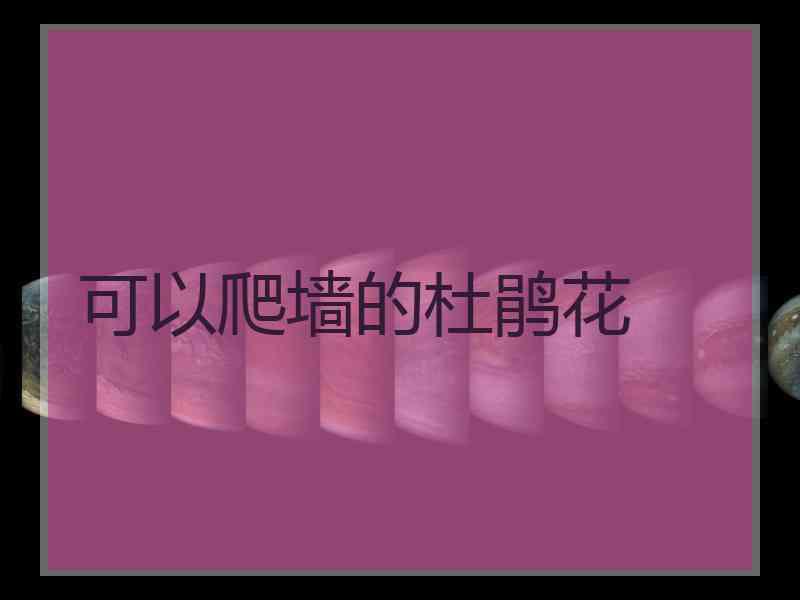 可以爬墙的杜鹃花