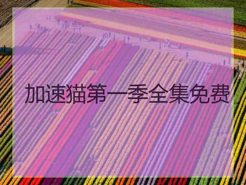 加速猫第一季全集免费