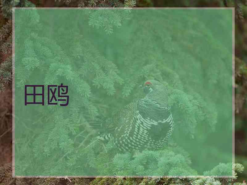 田鸥
