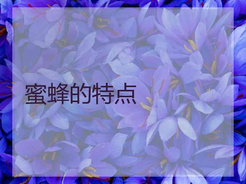 蜜蜂的特点