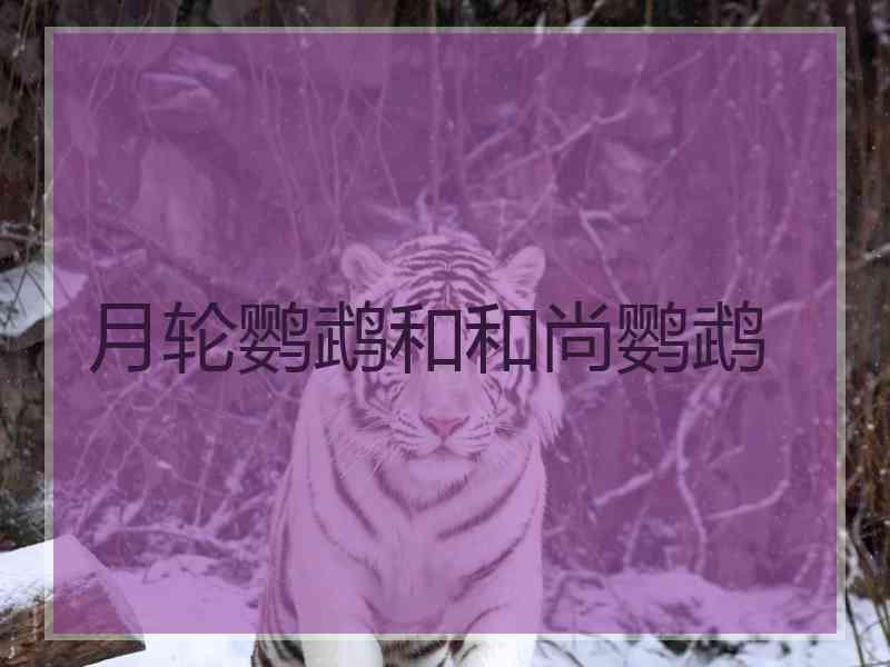 月轮鹦鹉和和尚鹦鹉