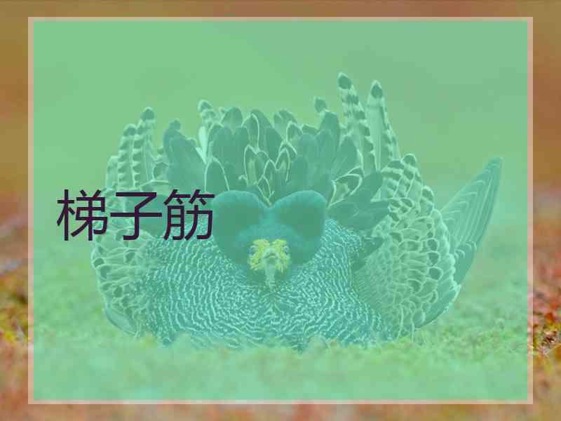 梯子筋