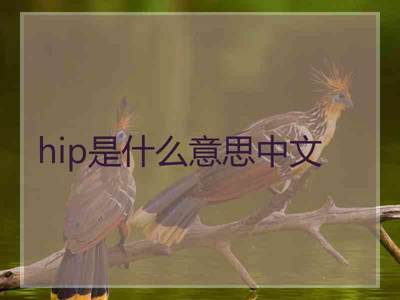 hip是什么意思中文