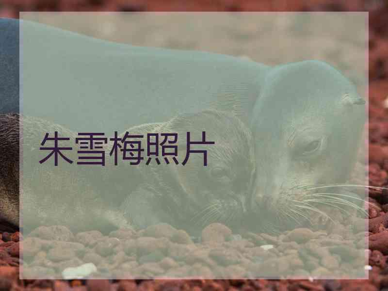 朱雪梅照片