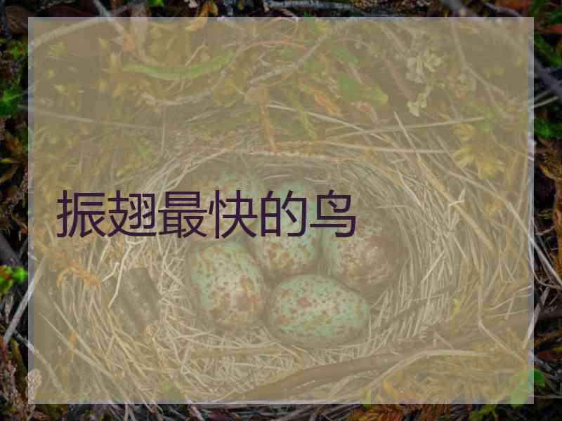 振翅最快的鸟
