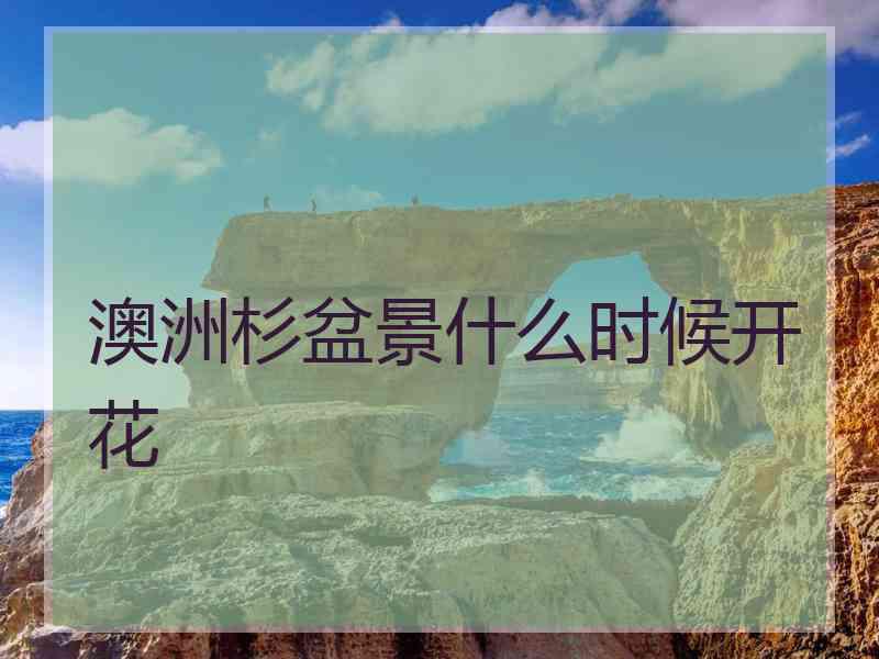 澳洲杉盆景什么时候开花